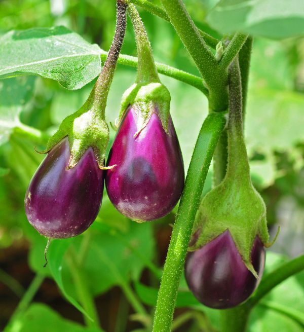 Solanum melongena fruit in plant.